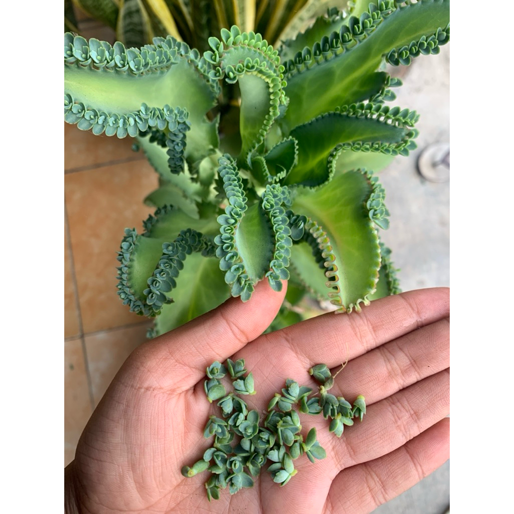 

20 biji tanaman Sosor bebek