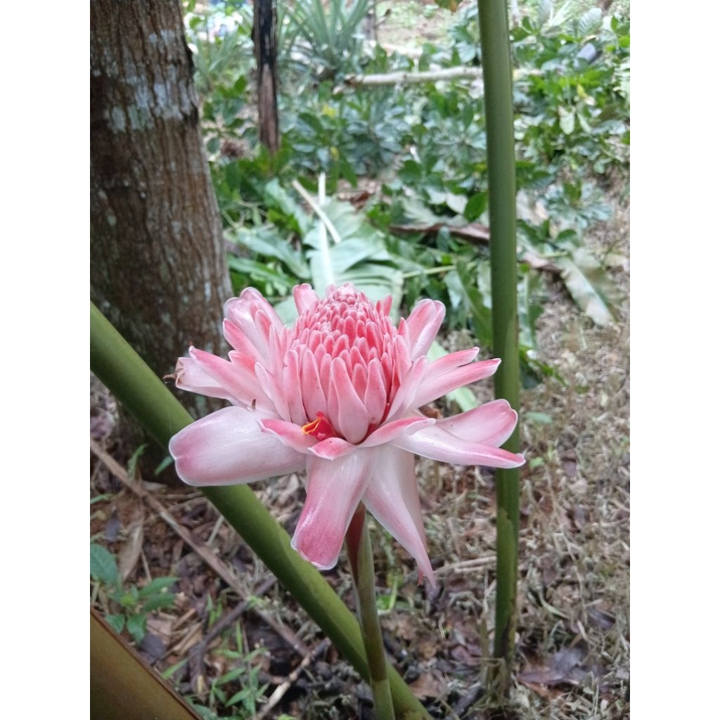 

kecombrang honje gonje bunga segar kuncup mekar/ combrang