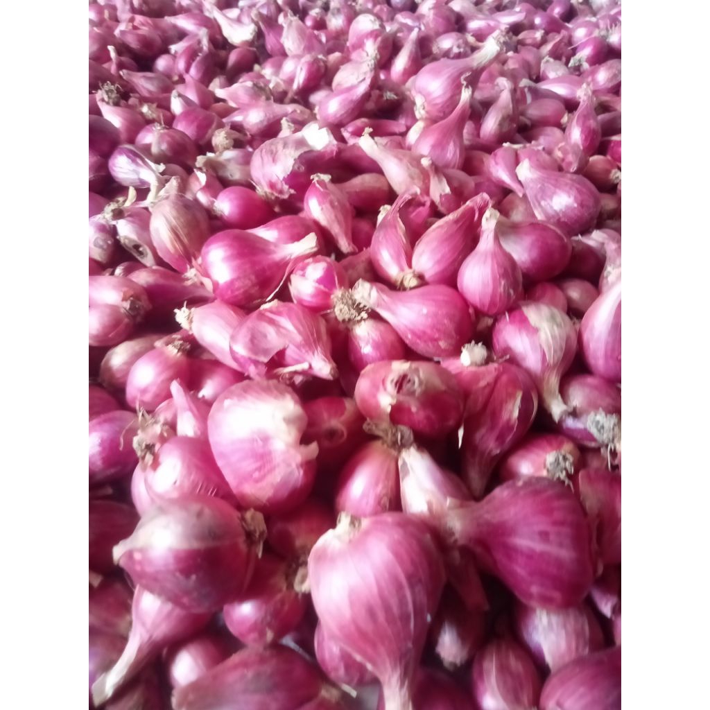 

bawang brebes super murah