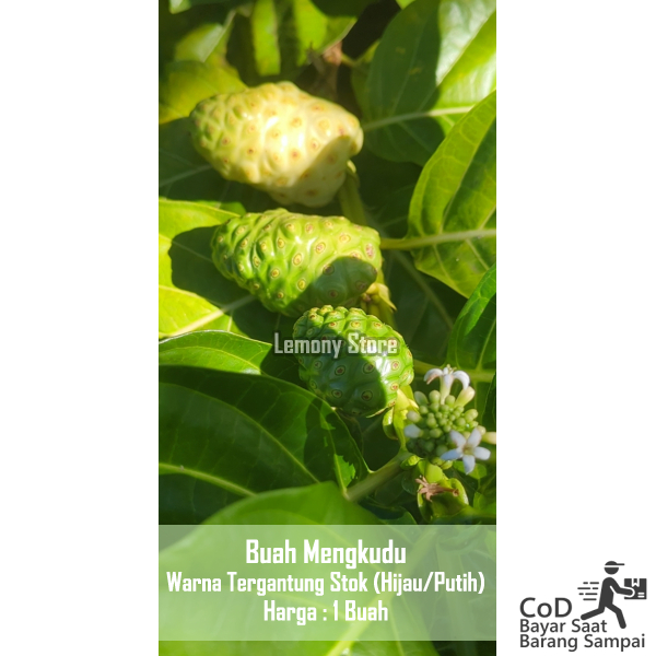

Buah Mengkudu 1 pcs fresh tanpa pestisida BUAH MENGKUDU/PACE,HERBALALAMI,HIPERTENSI,DIABETES,KOLESTEROL