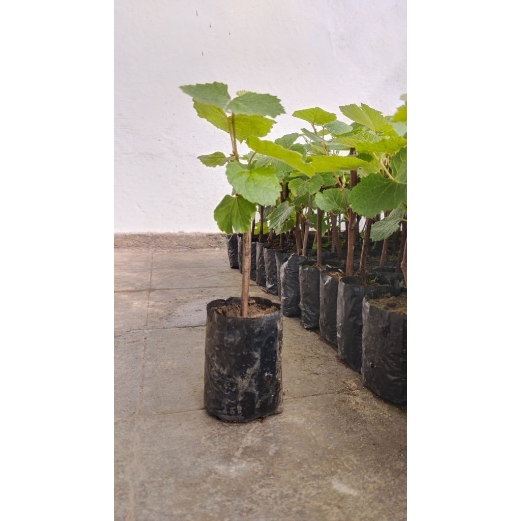 Tanaman anggur/tanaman anggur siap berbuah/anggur siap tanam/tanaman anggur merambat