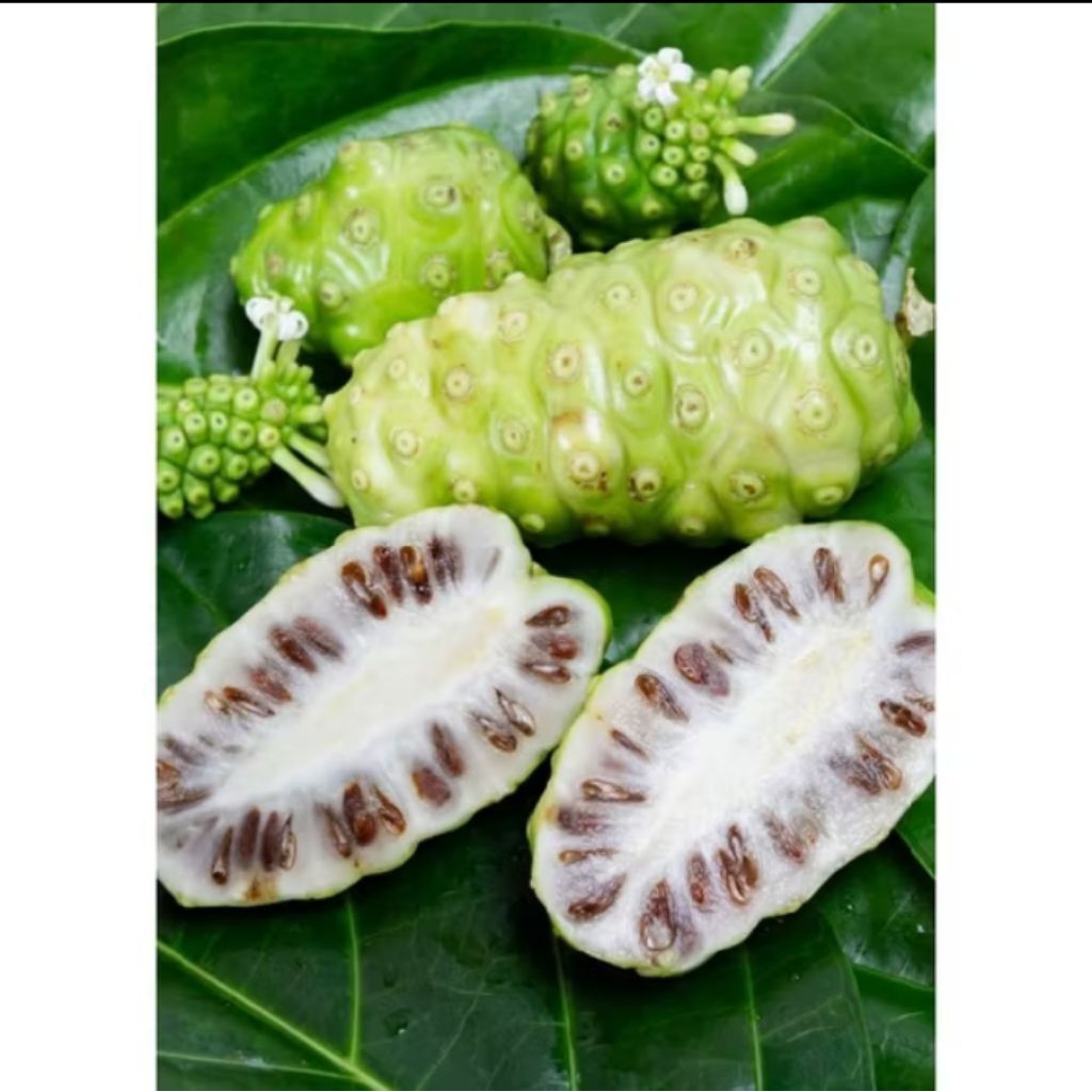 

Buah Mengkudu | Cangkudu | Buah Pace Organik Mentah Dan Matang Fresh 3 Pcs