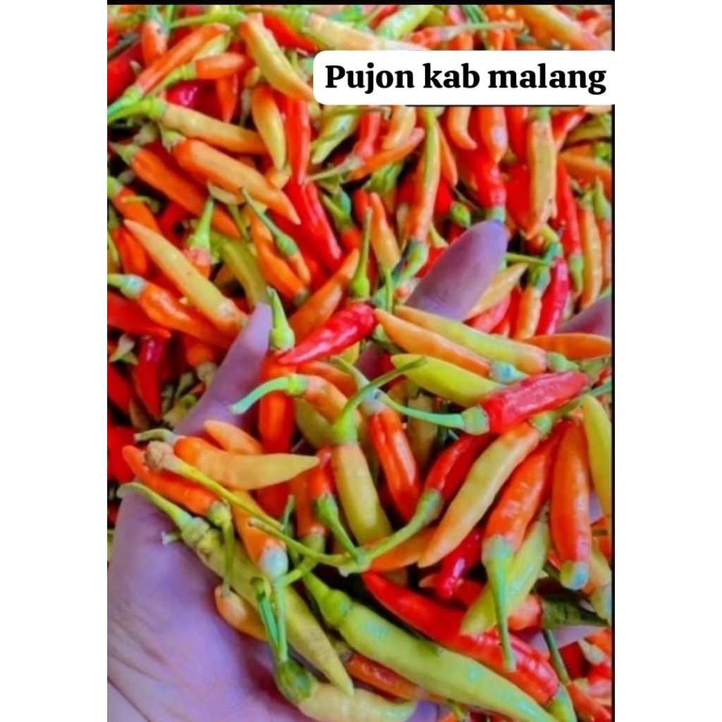 

cabe rawit murah , cabai ORI super pedas 75 gram