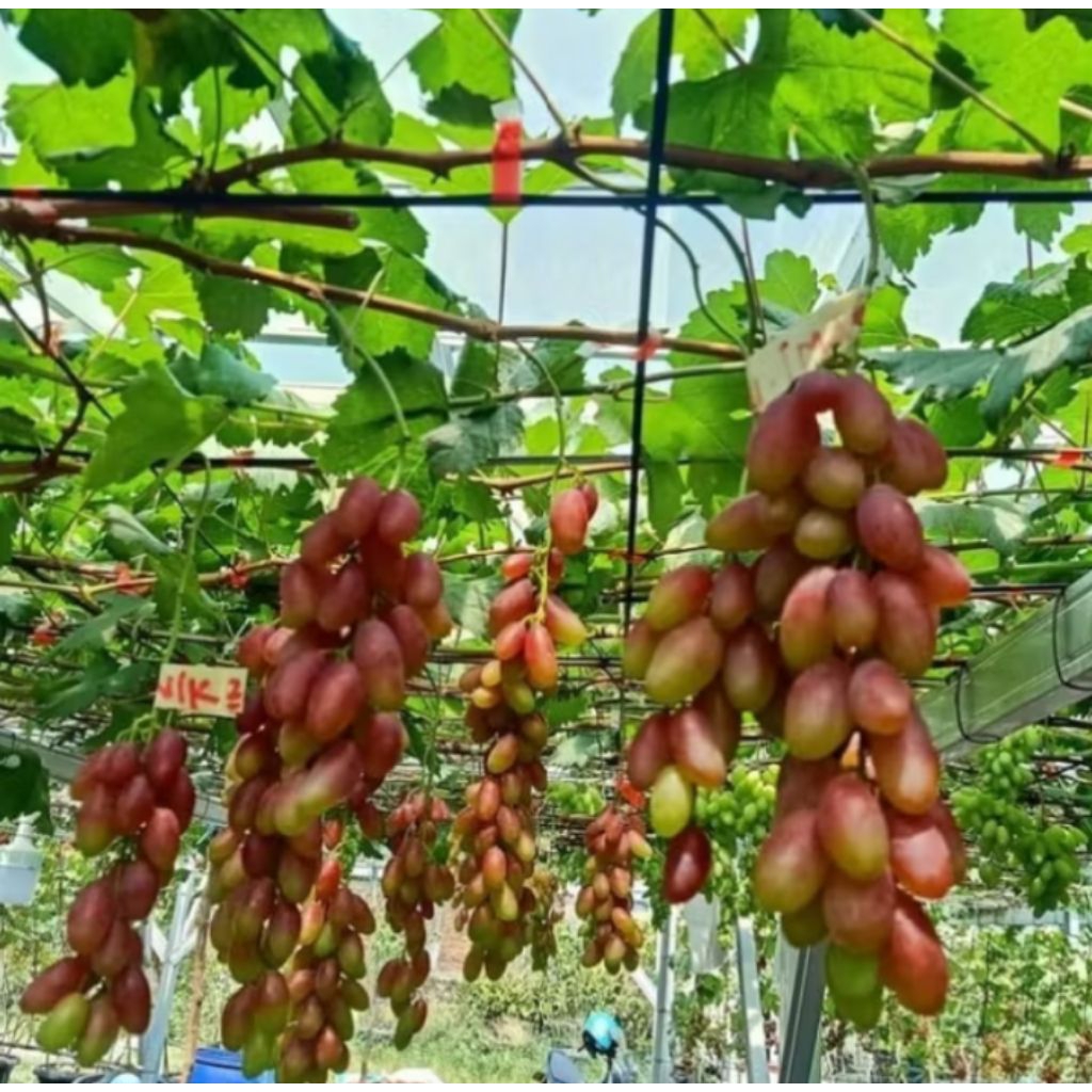 POHON BUAH ANGGUR IMPORT DIXON ASLI / BIBIT TANAMAN BUAH ANGGUR IMPORT DIXON ASLI