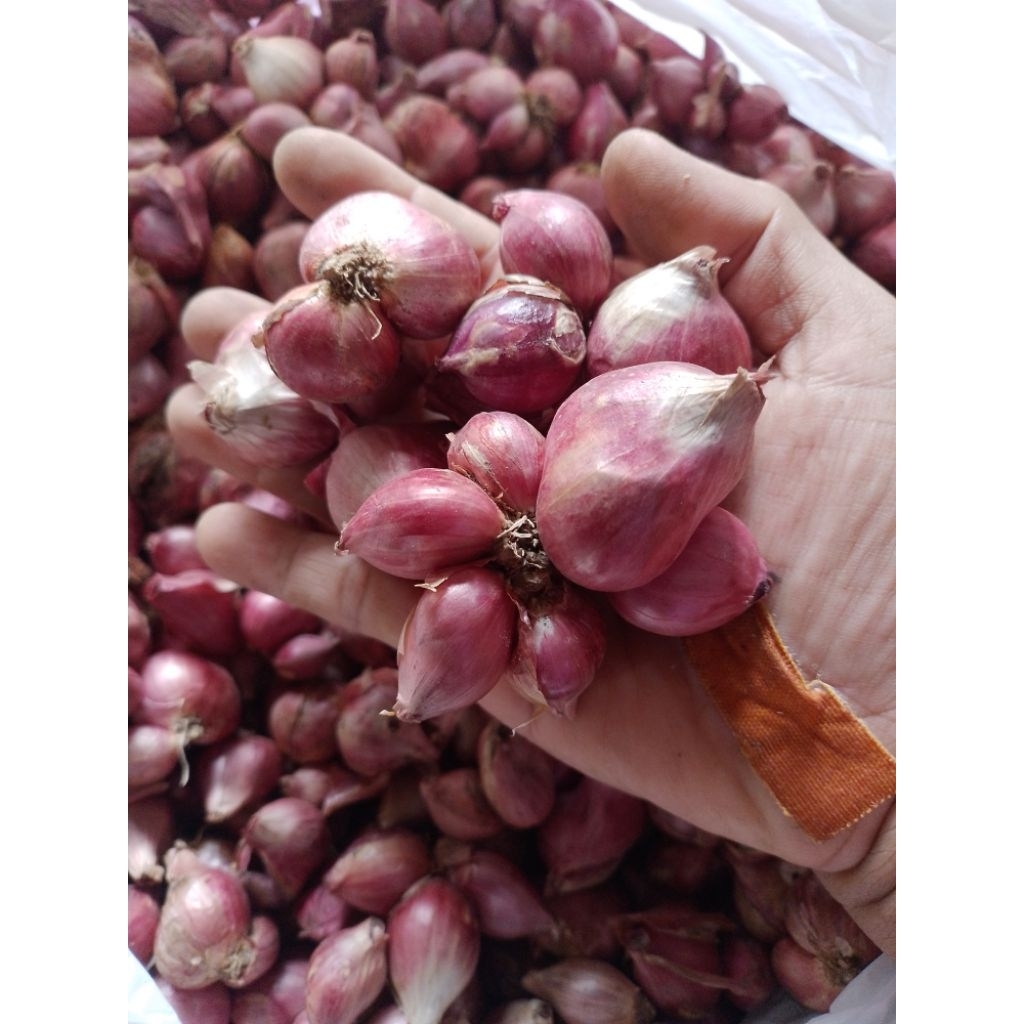 

bawang merah murah