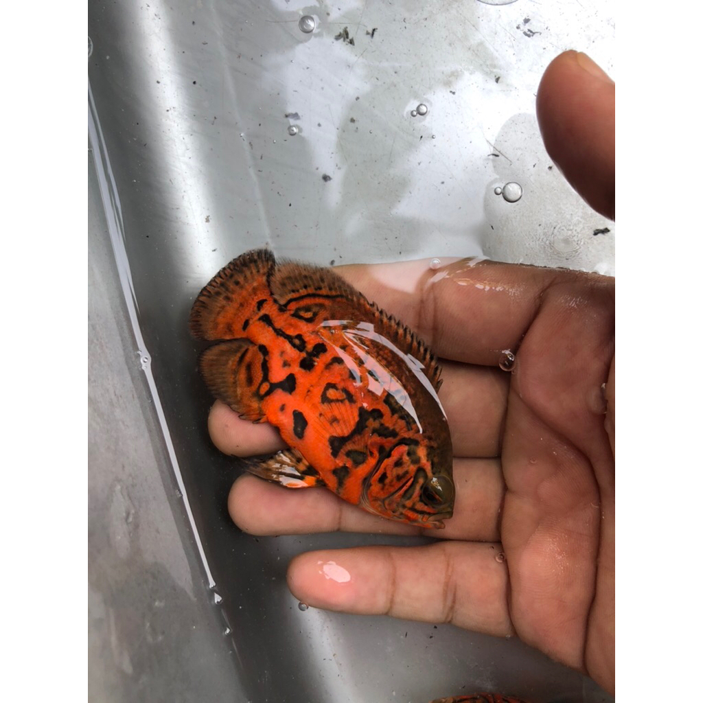 oscar black nemo/leopard