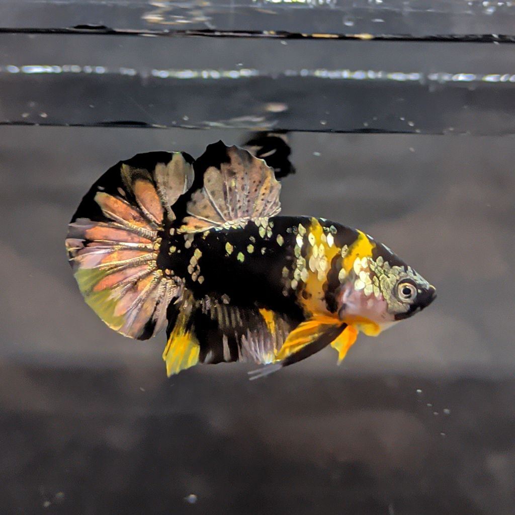ikan cupang yellow koi cooper bahan 10 ekor