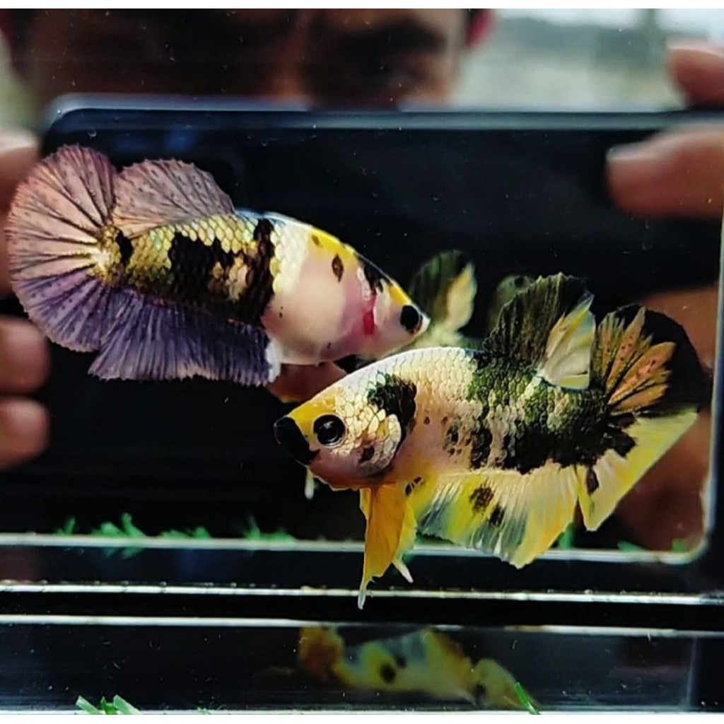 sepasang ikan cupang yellow koi cooper