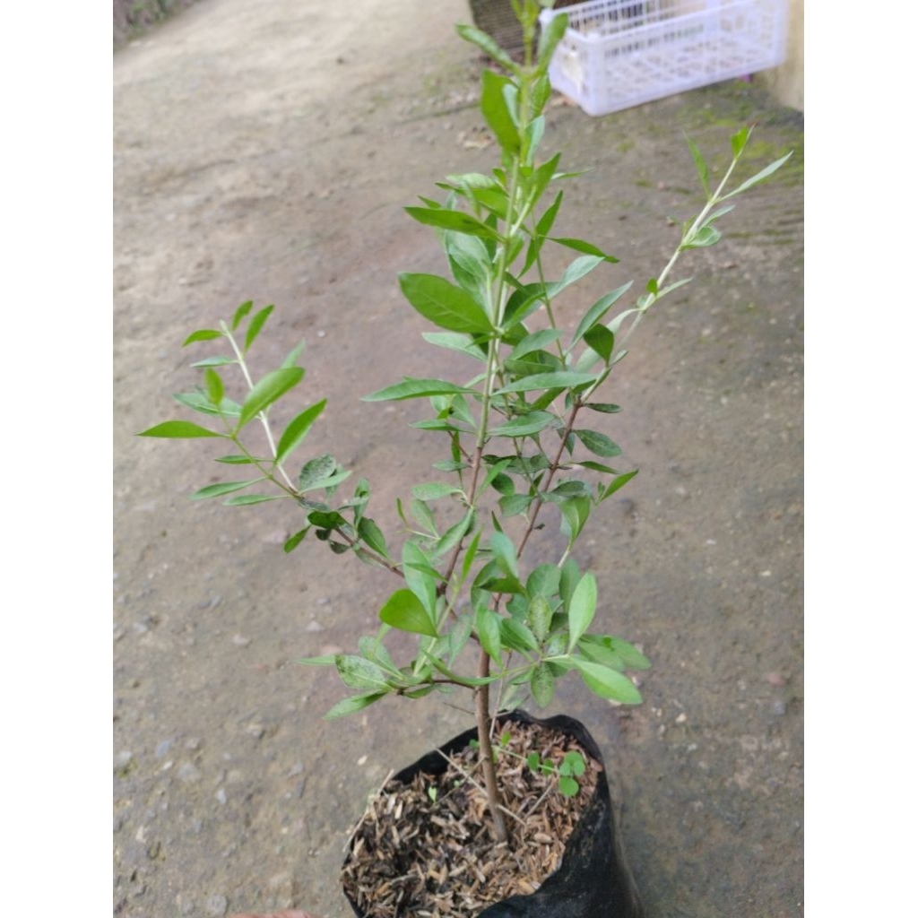 bibit pohon Pacar arab ,tanaman hena,pacar kuku