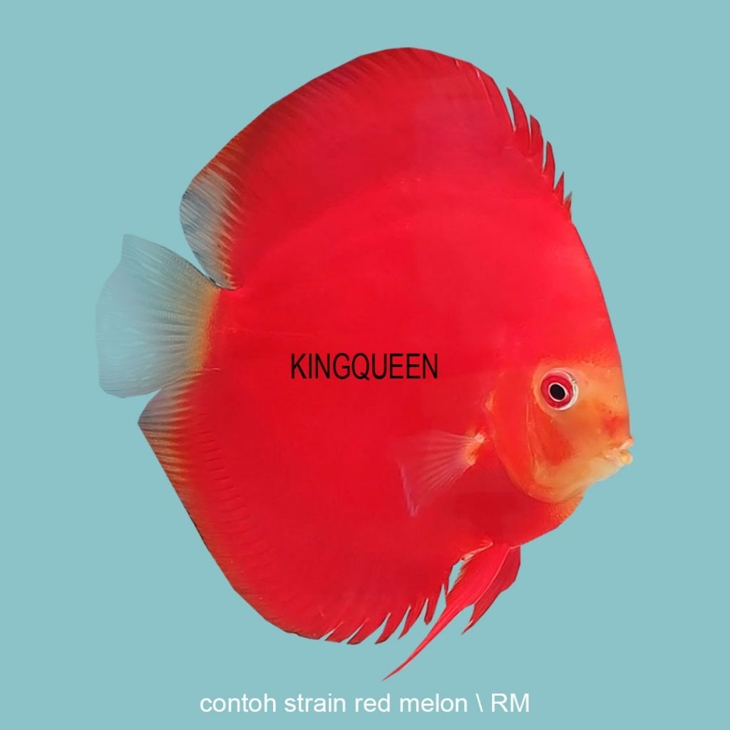 Discus Red Melon