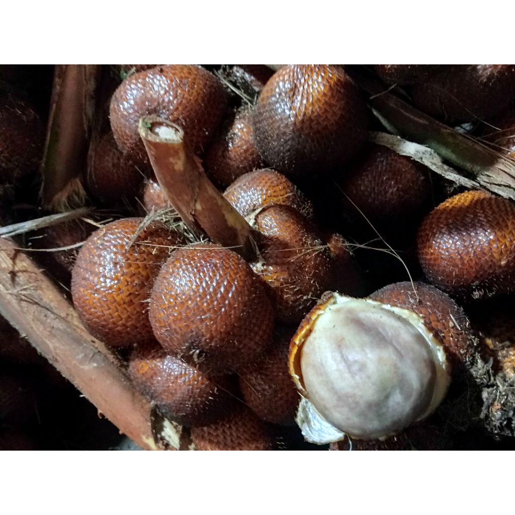 

salak bali Porong manis