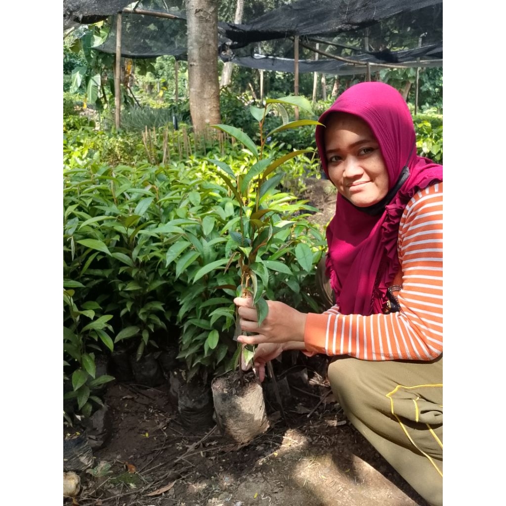 Promo Bibit Genitu Hijau | Kenitu Hijau Murah