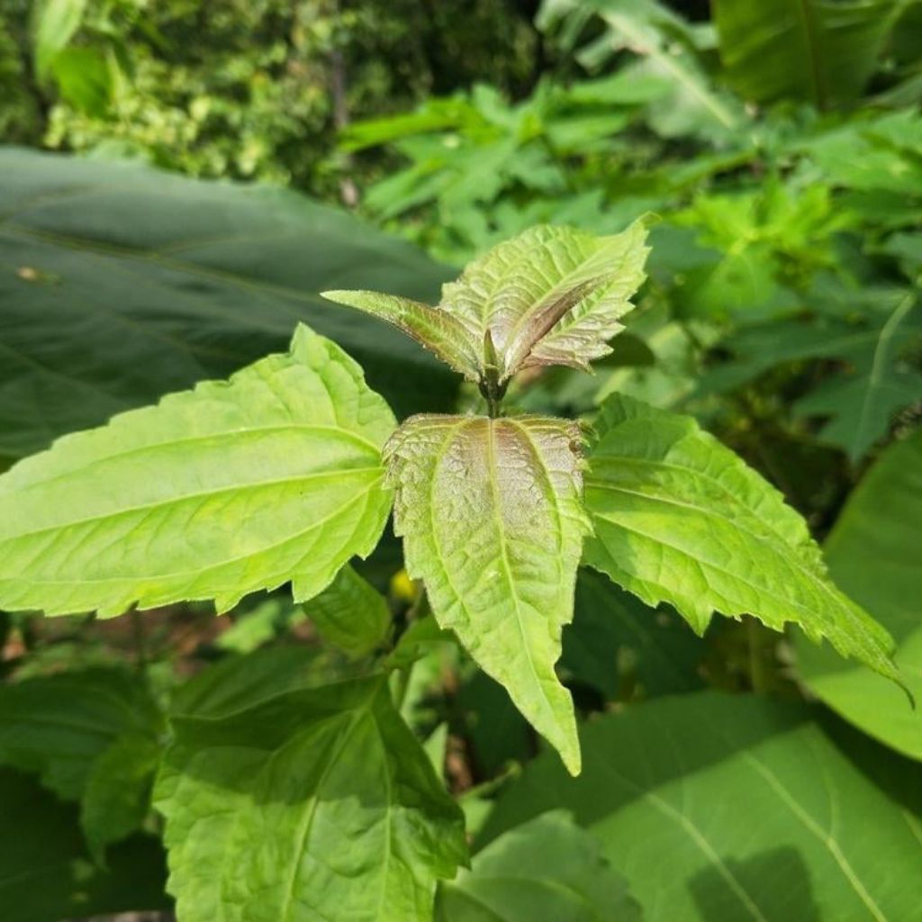

daun balakacida segar 1kg