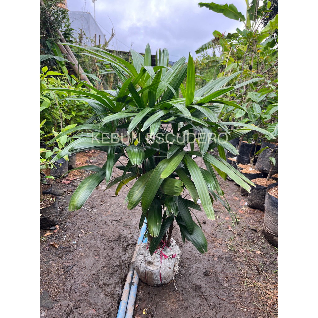 Palem Regu Rimbun - Tanaman Hias Palem Regu - Tanaman Hias Pinang Regu