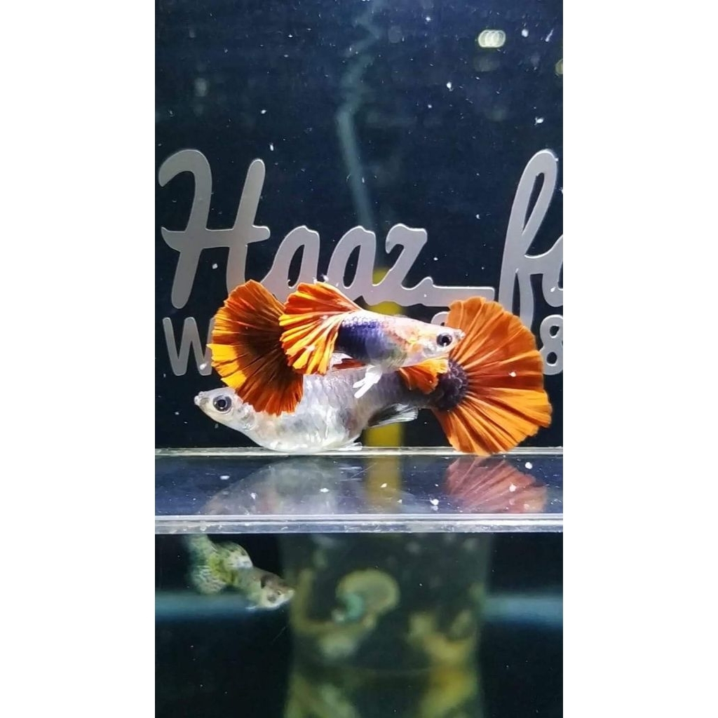 Hiasan aquarium sepasang indukan Guppy HB Red Halfmoon guppy