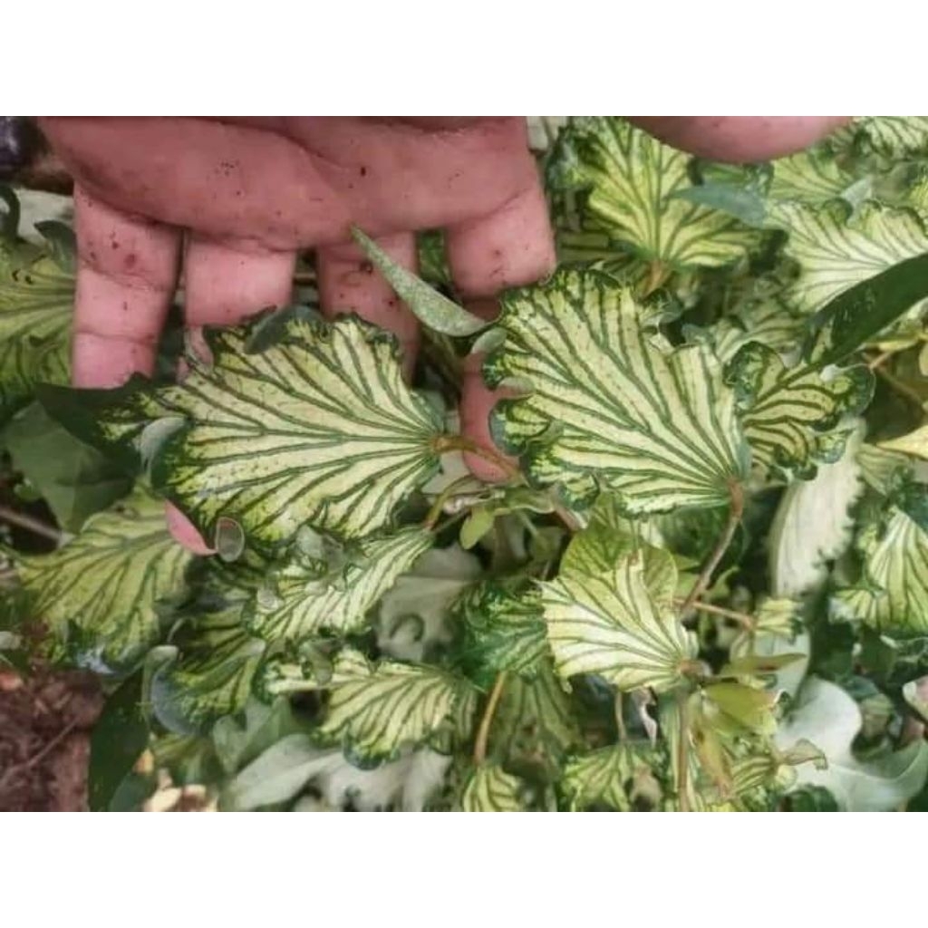 waru wayang stek batang bahan bonsai prokar