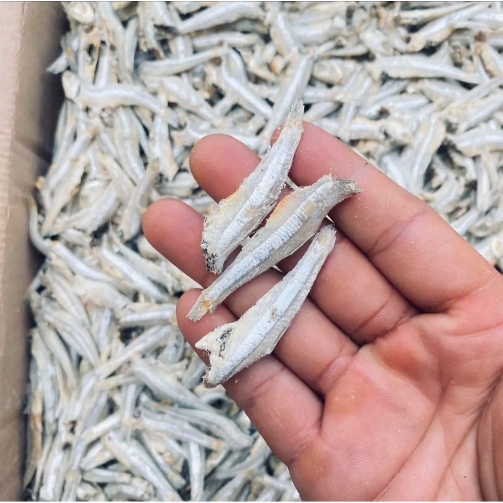 

PROMO Teri Rebus / Teri Jengki Asin Kering Enak Termurah