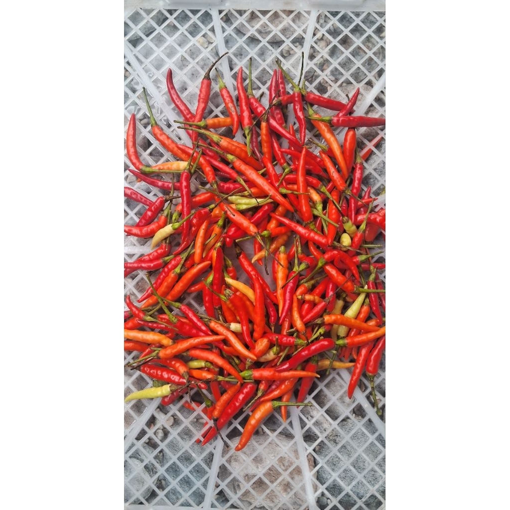 

Cabe Rawit Segar 250 Gram