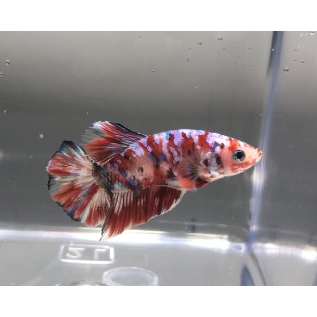 Ikan Cupang Barongsai (Male)