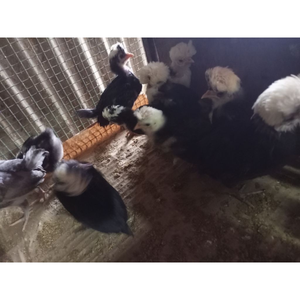 Ayam Hias Polan - Ayam Jambul - Ayam Hias polland