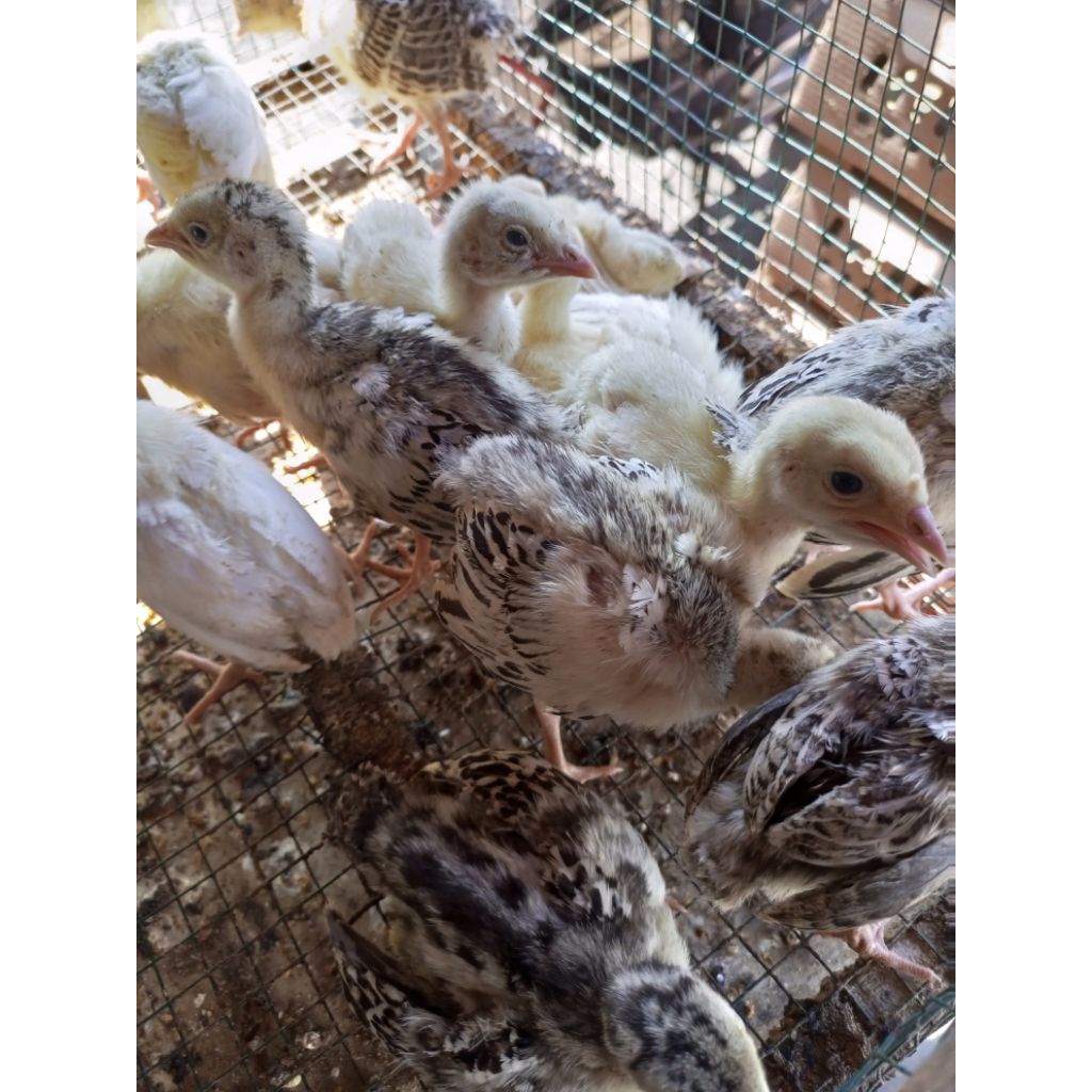 Kalkun Kecil - Ayam Hias Kalkun - Bibit Kalkun - Ayam Kalkun Kecil