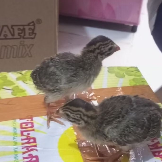 Ayam Hias Mutiara - Ayam Mutiara Batik - Ayam Hias