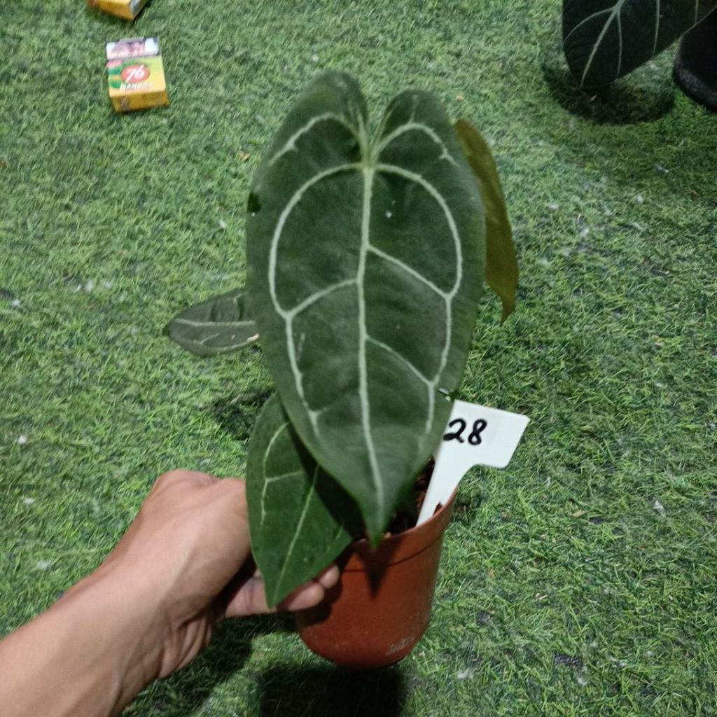 forgetti silver narrow