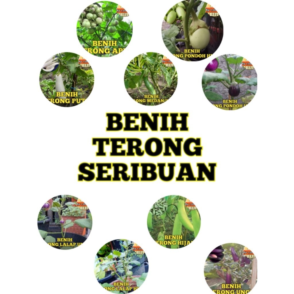 Biji Bibit Jual Beli Benih Seribuan Terong Ungu Hijau Putih Lalap Pondoh Medan Belanda