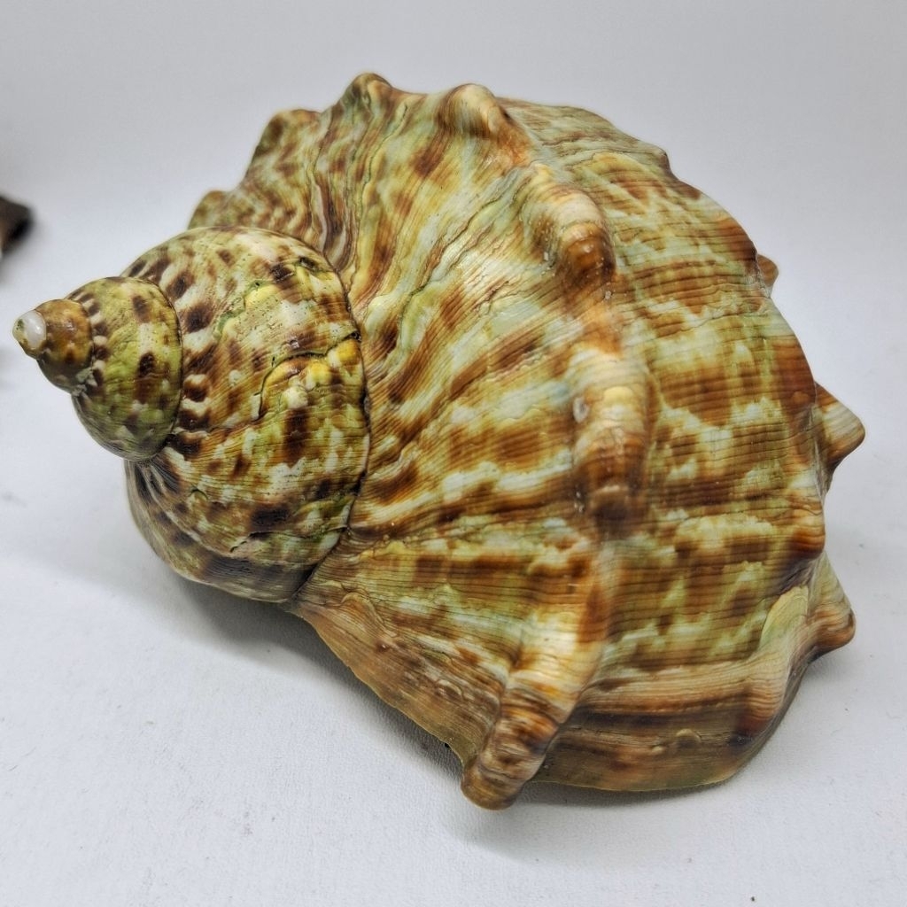 Cangkang Rumah Kelomang Unik