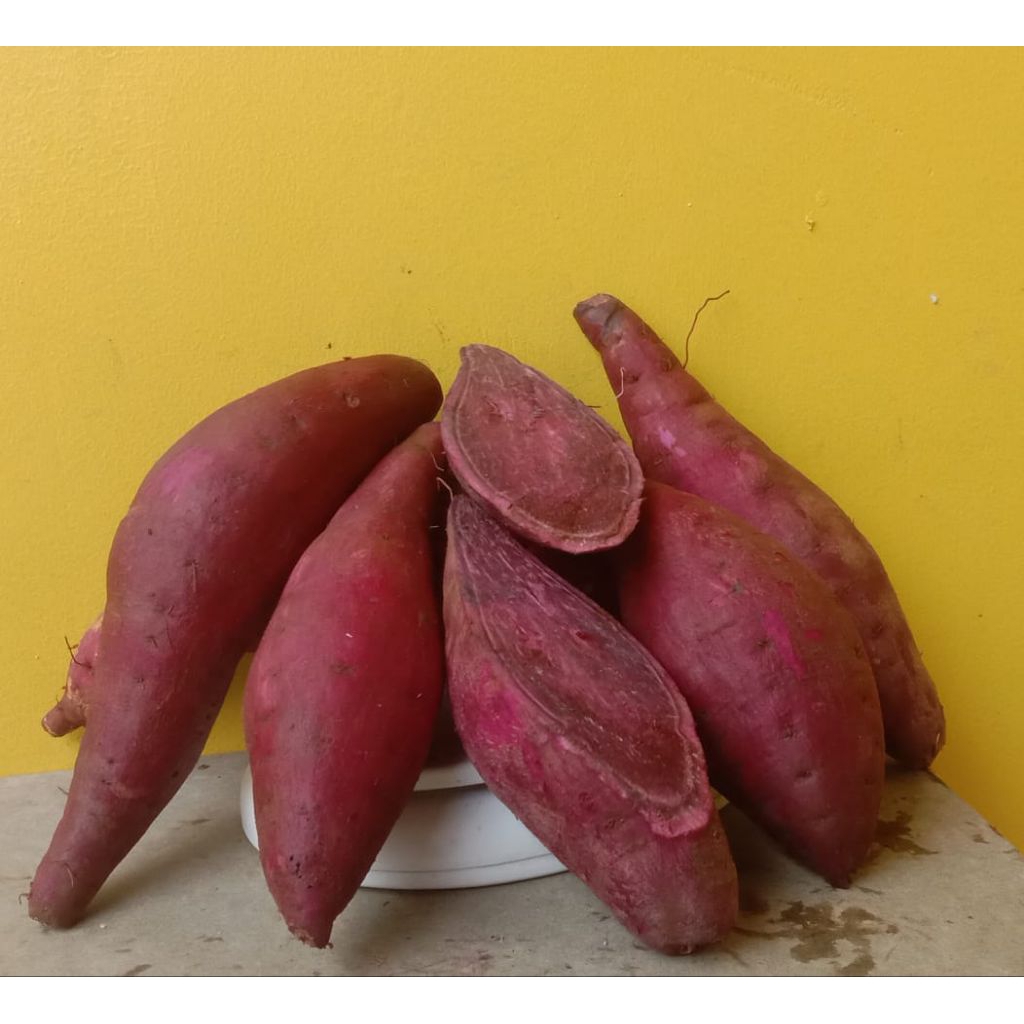 

ubi ungu murasaki berkualitas per1kg