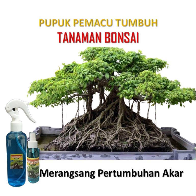 Pupuk bonsai terbaik / pupuk bonsai / pupuk akar bonsai / pupuk tanaman bonsai