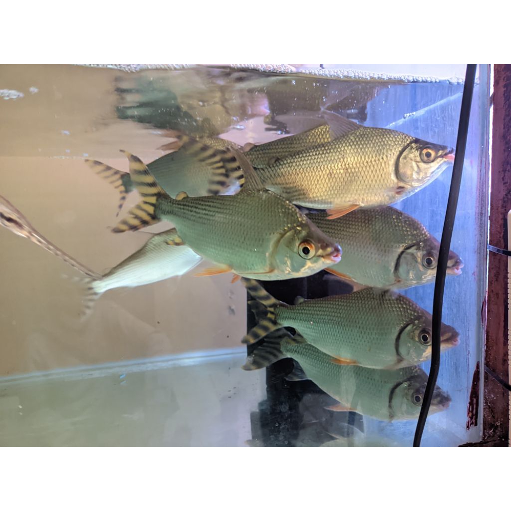 Hiasan aquarium Yellow Feifeng Jumbo