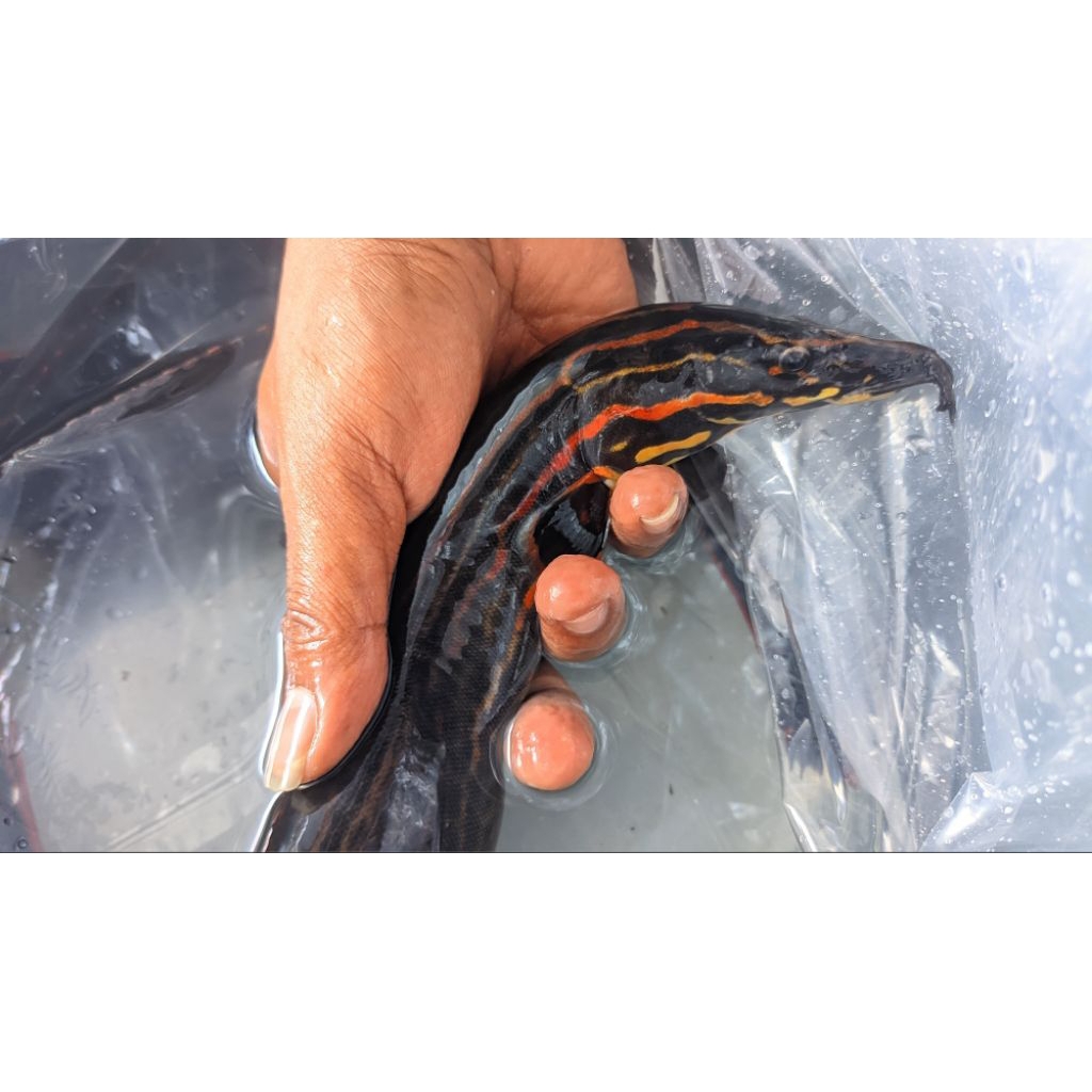 Hiasan aquarium Sili api/ Fire ell