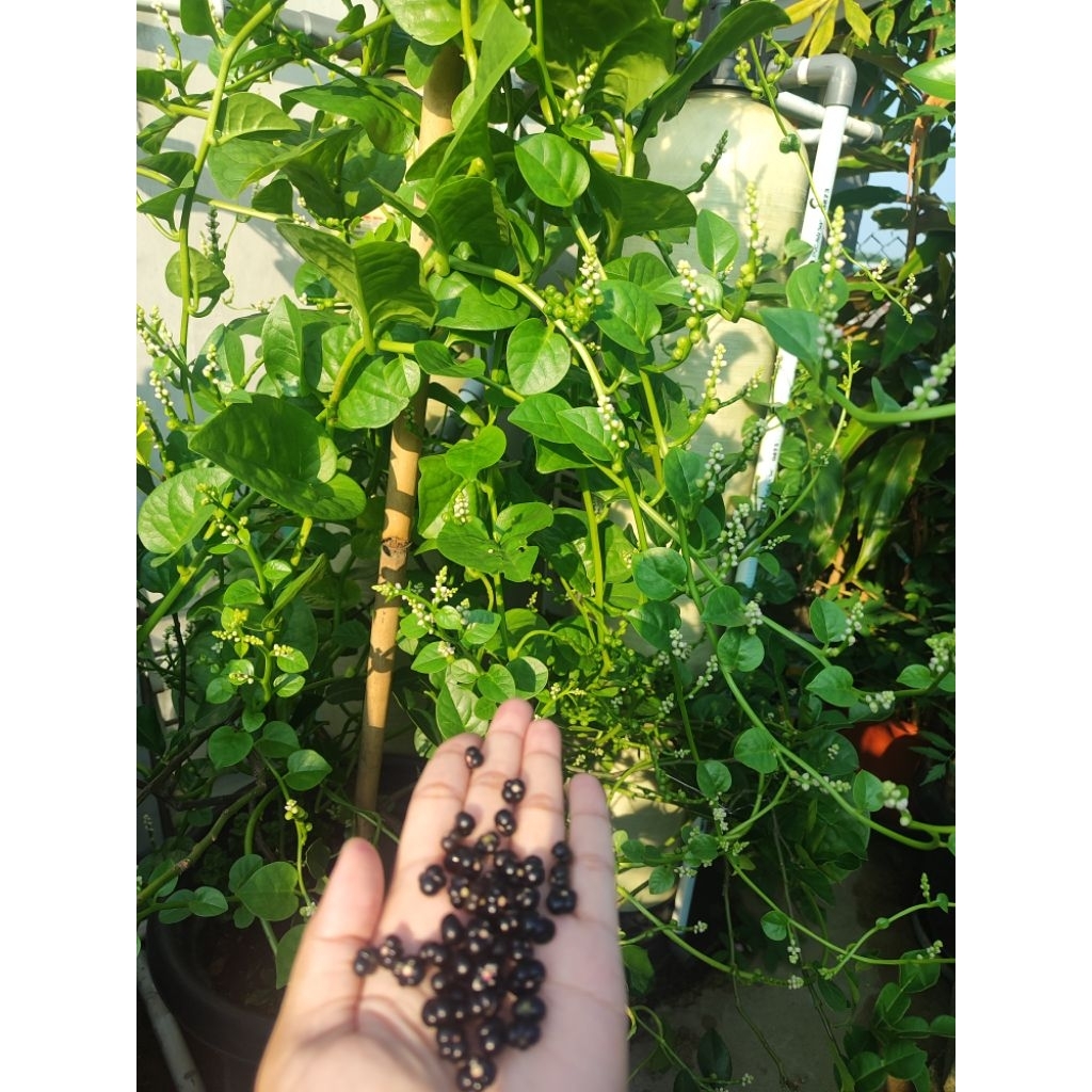 

buah angkung fress 200biji