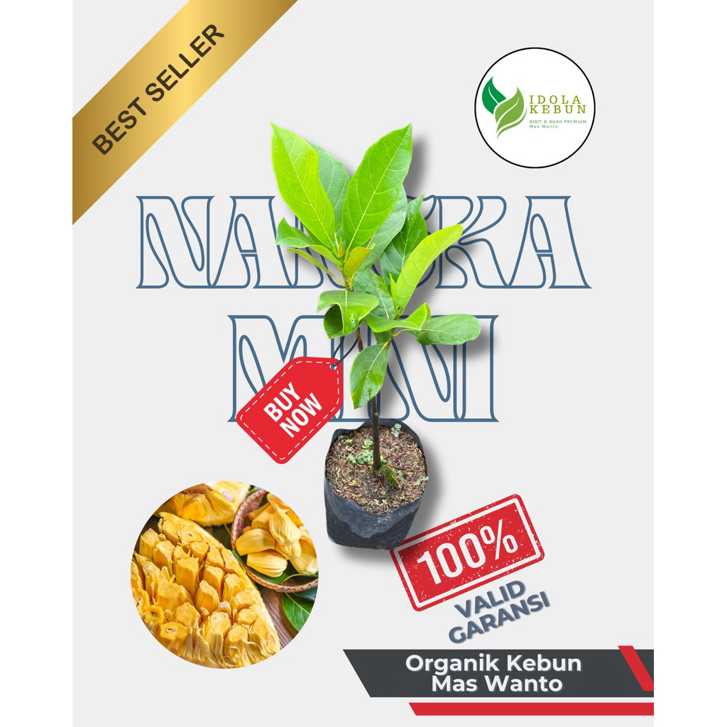 BIBIT NANGKA VARIETAS MINI MADU HASIL OKULASI-BIBIT NANGKA MINI-BIBIT NANGKA MINI -BUAH NANGKA MINI