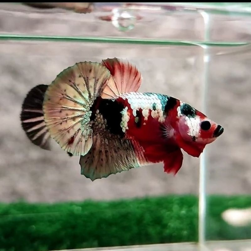 CUPANG RED KOI COPPER GOOD QUALITY