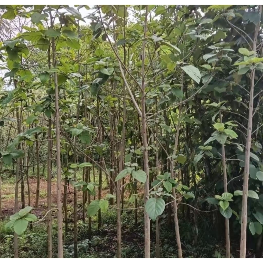 pohon jatimas tinggi 3 meter