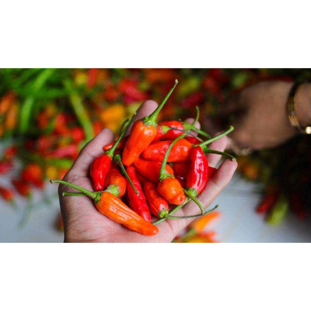 

Cabe Rawit Merah Fresh 500GR Segar / Cengek Domba Bandung / Cengek Merah