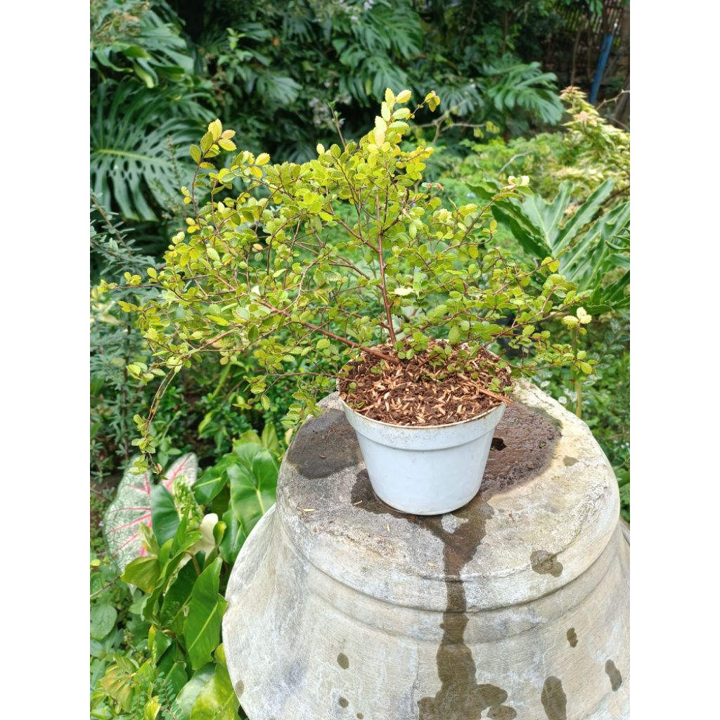 Bahan Bonsai Ulmus Golden