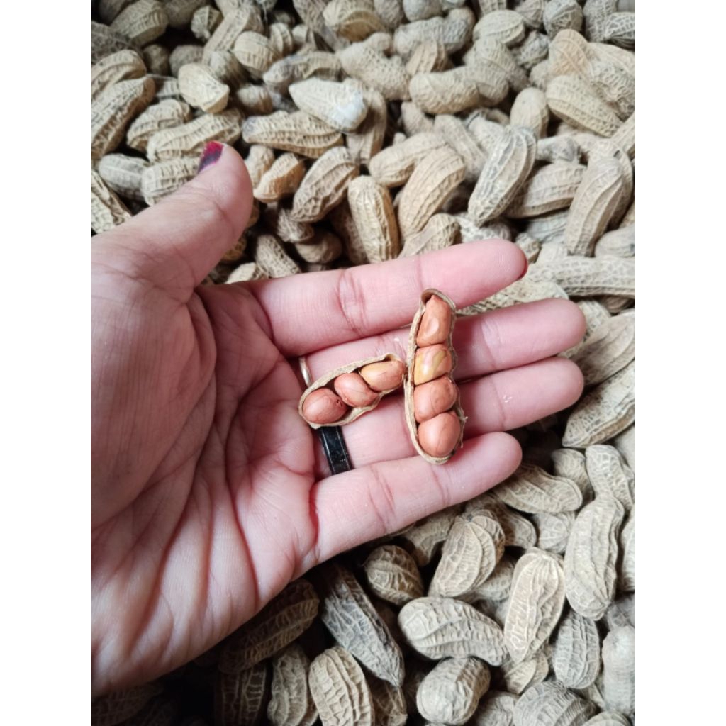 

Kacang Goreng Bendo 2 KG