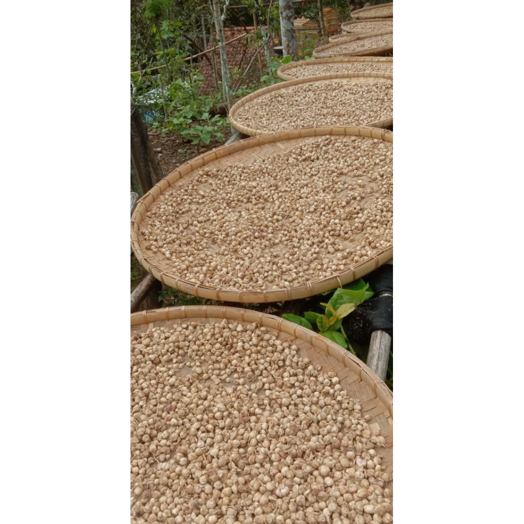 

kapolaga bersih tanpa bahan kimia