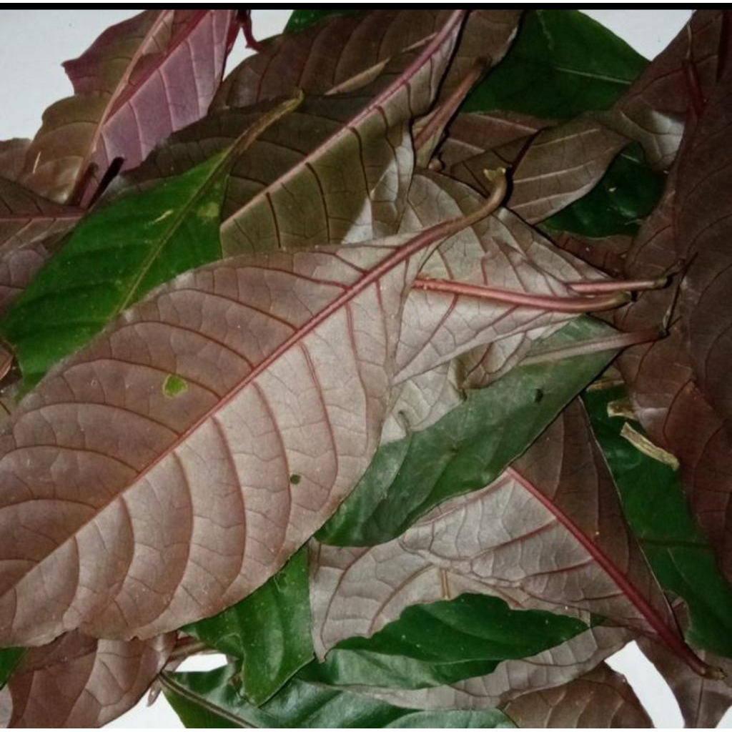 

Faun handeuleum/daun kopi hitam 500 gram