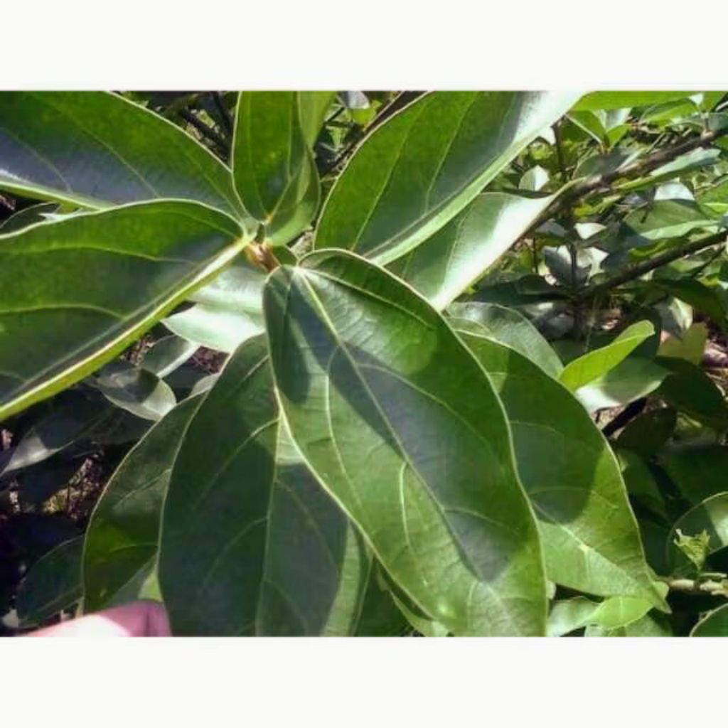 

daun cincau perdu 50 lembar