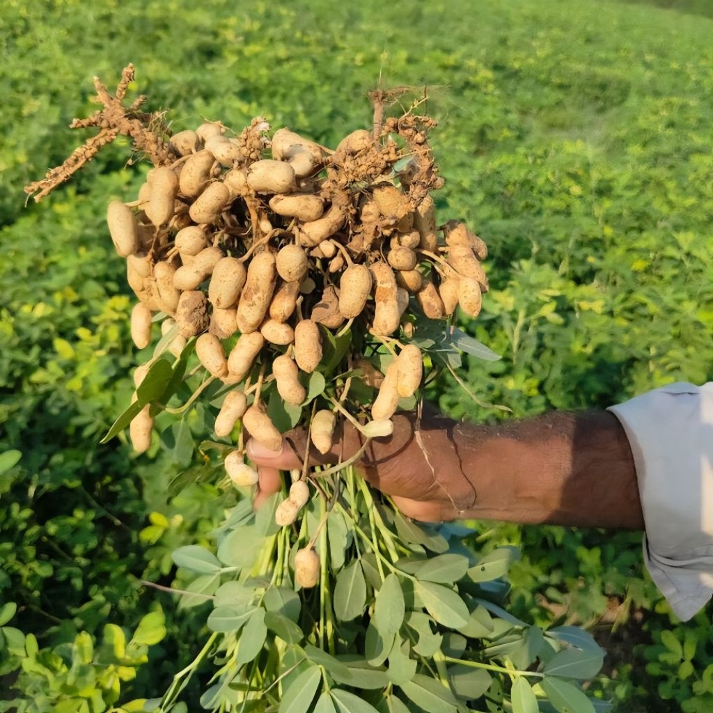

Kacang tanah kulit mentah