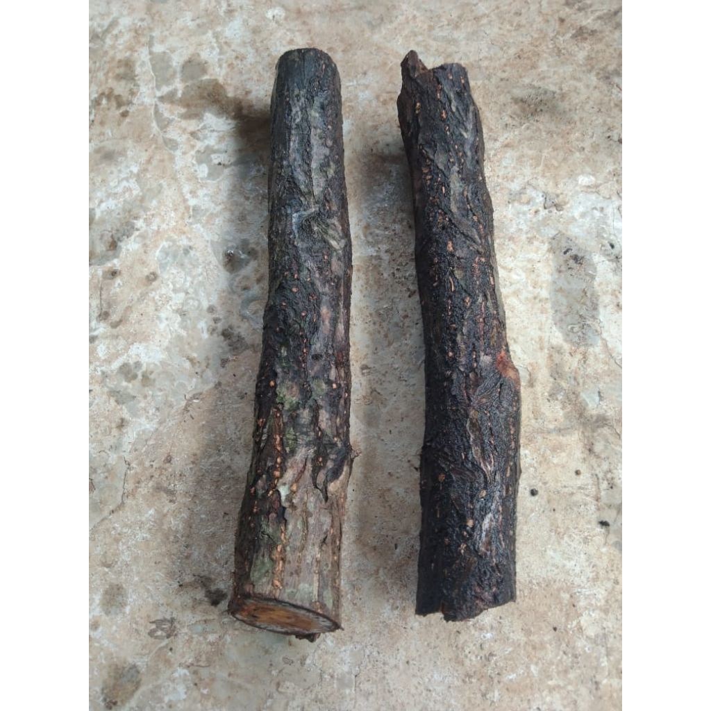 kayu dewandaru besar panjang 50+