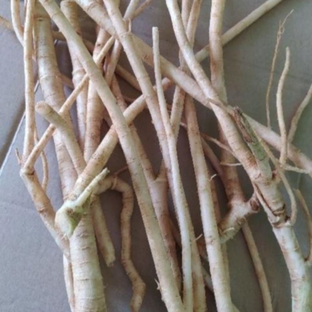 

akar pohon pepaya segar bersih per 500gram