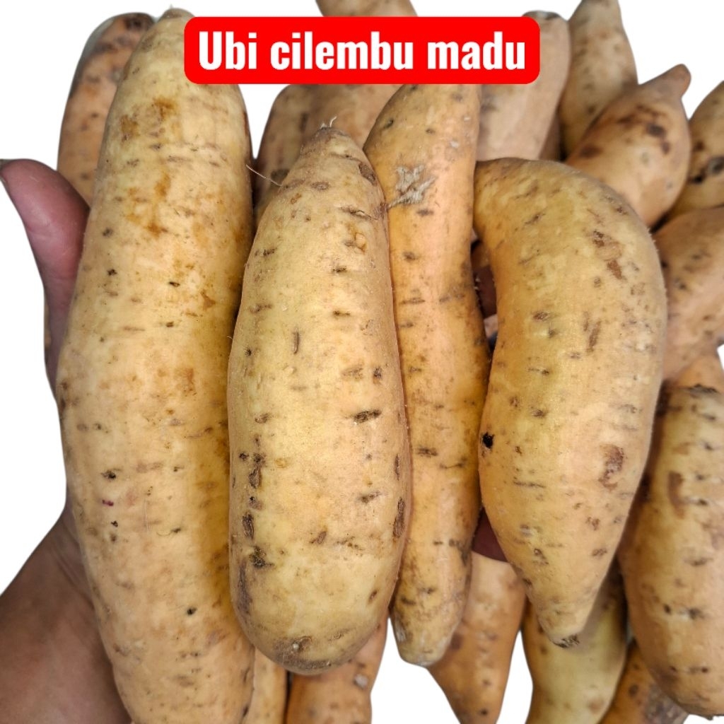 

ubi cilembu madu kualitas super 1kg isi 4-5 buah