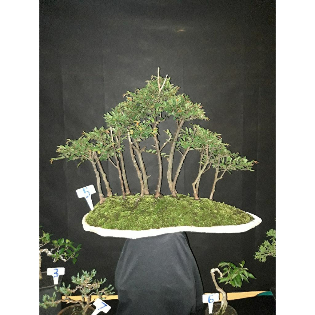 Bonsai Ulmus Pucuk Merah