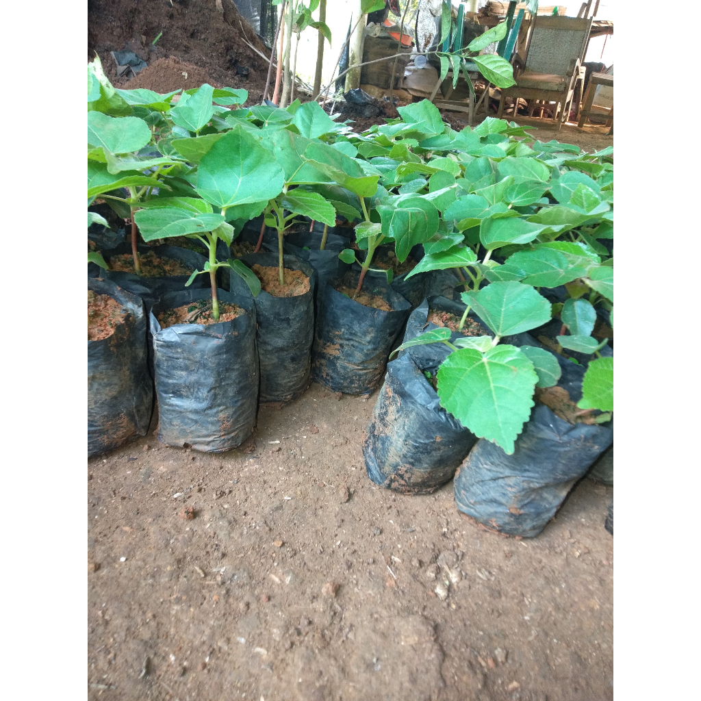 Bibit Tanaman Balsa - Tanaman Kayu Cepat Panen - Siap Tanam - Harga Super Murah