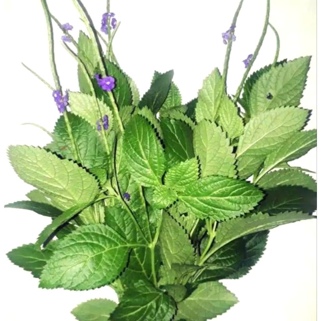 

Daun Pecut Kuda / Jarong segar (stachytarpheta jamaicensis) per lembar